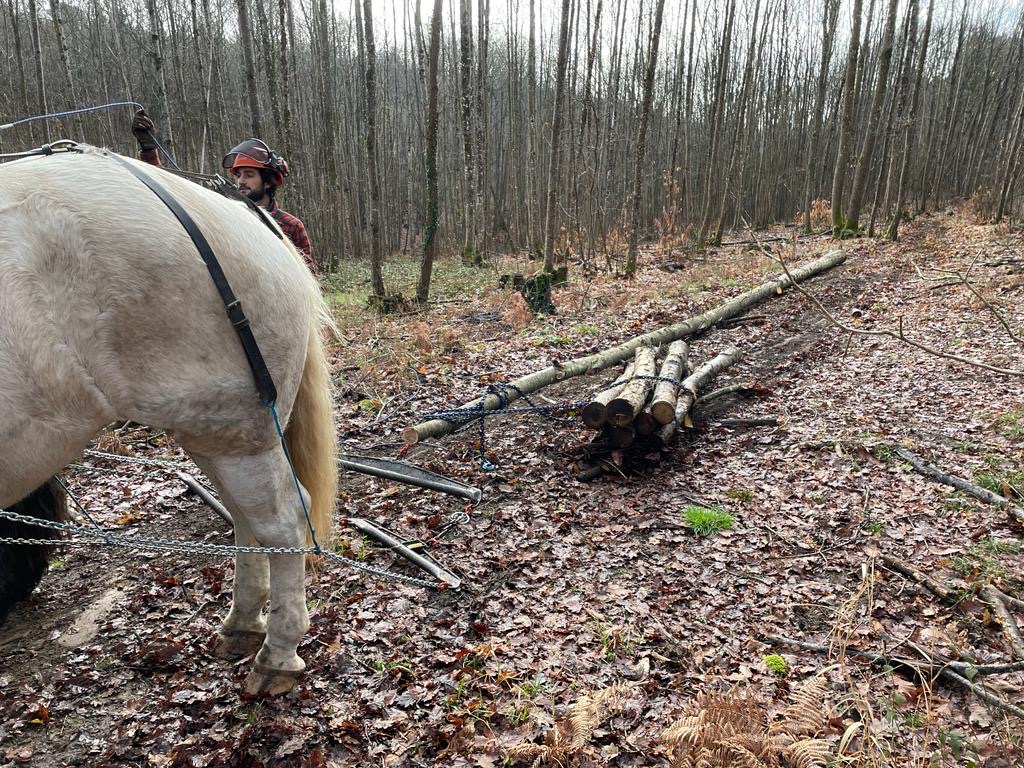 Débardage au cheval dans les bois au cœur du Perche