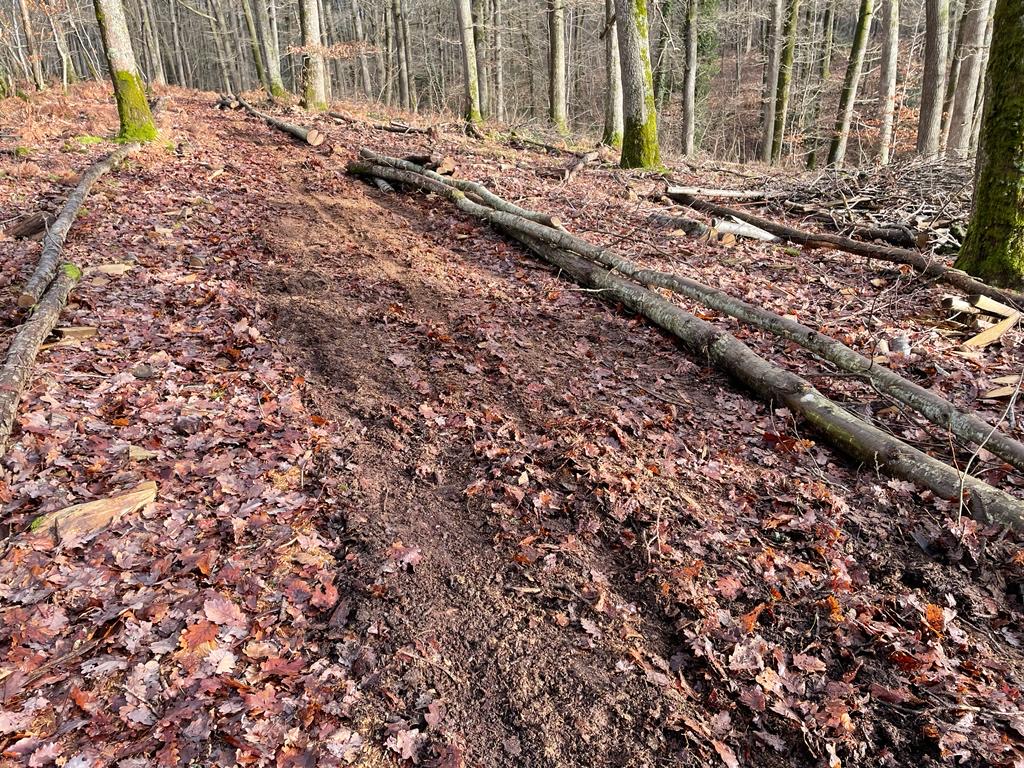 Débardage au cheval dans les bois au cœur du Perche