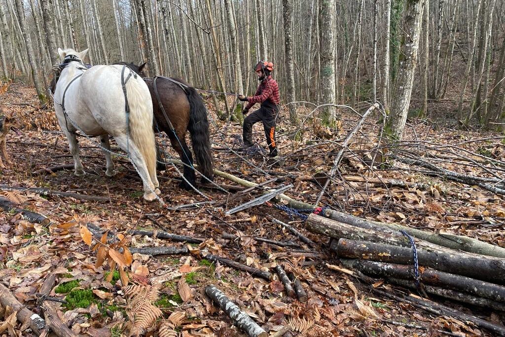 Débardage au cheval dans les bois au cœur du Perche